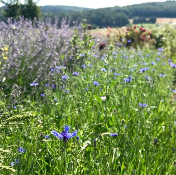 Sommer, Sonne, Gemüsegarten! Heckers
